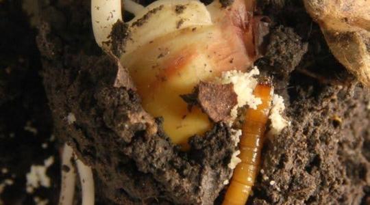 Rejtett veszély a napraforgóban és a kukoricában: a drótféregkártétel