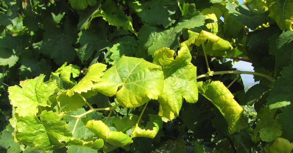 Két évtizede nem láttunk ilyet: a legsúlyosabb forgatókönyv szakadt rá a magyar szőlőkre