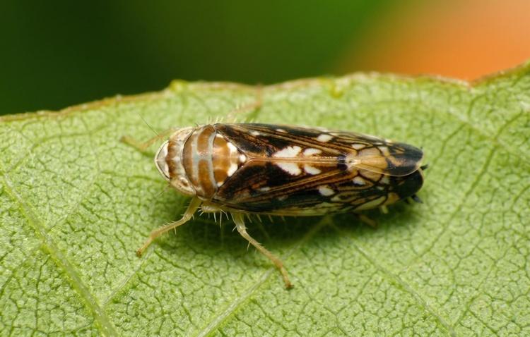 szolo