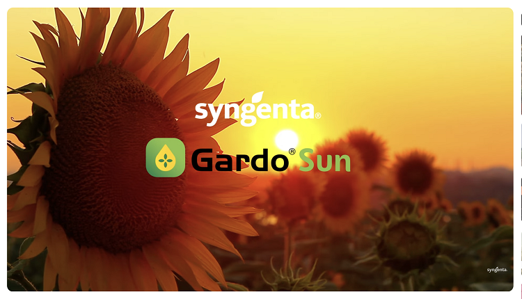 napraforgó napraforgó