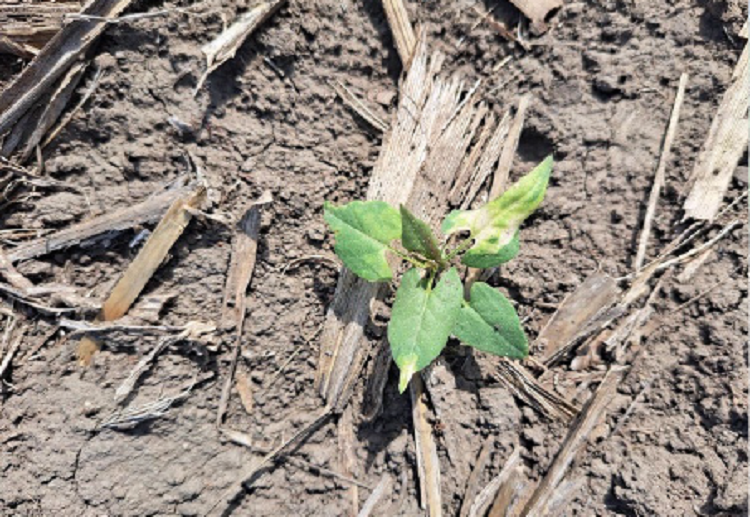 napraforgó napraforgó