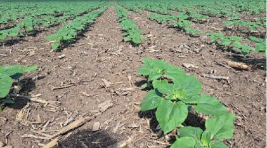 Genetika, technológia, profit: így hozható ki több a napraforgóból