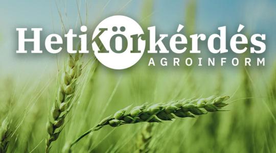 Pillanatképek és tanulságok a kalászos állományokból – Heti Körkérdés