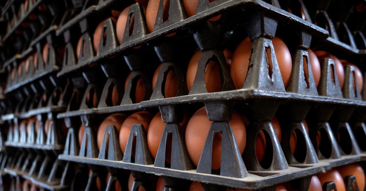 Milliárdos beruházás: Hatalmas tojástermelő telep épül a szomszédban