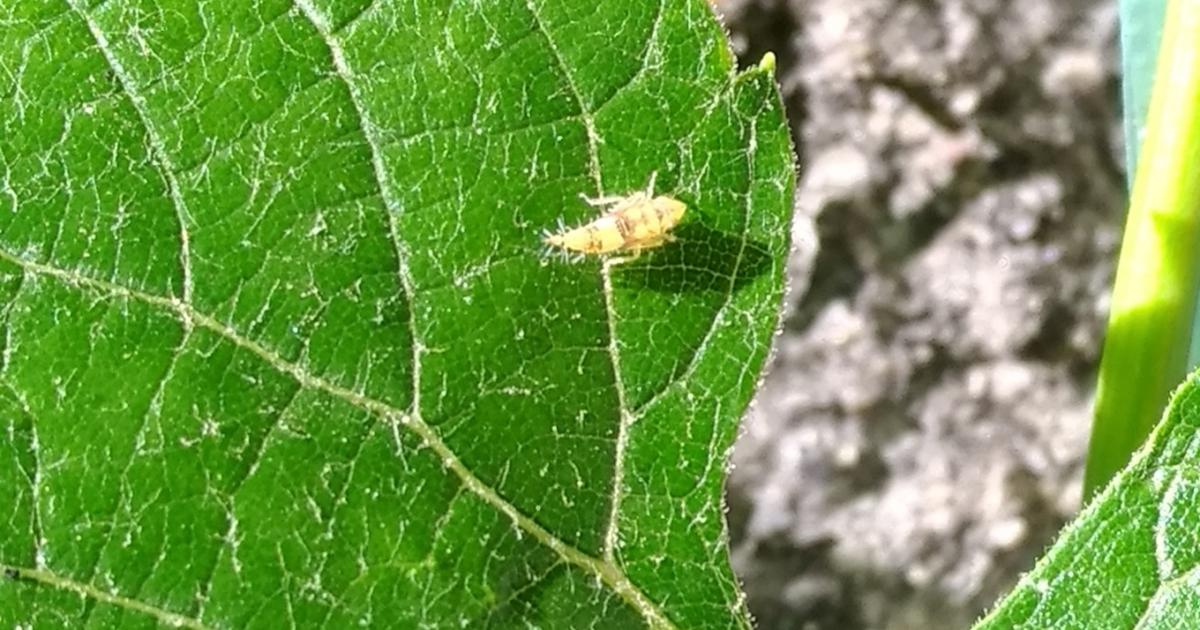 A kabócalárva már ott van a szőlőleveleken, és a gombák is!