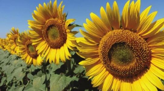 Mi dönti el ma a napraforgó sikerét a táblán? Mi dönti el ma a napraforgó sikerét a táblán?