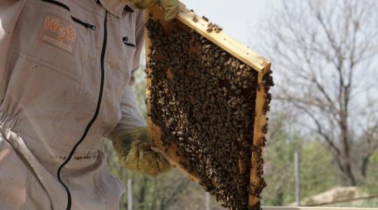 Tízmilliárdos veszteség sújtja a magyar méhészeket: az akácvirágzás közepén jött a lehűlés