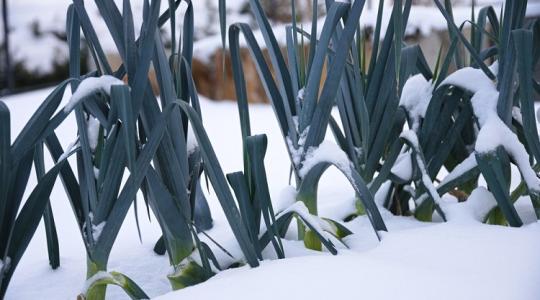 Tudd meg, milyen időjárás várható februárban! Tudd meg, milyen időjárás várható februárban!
