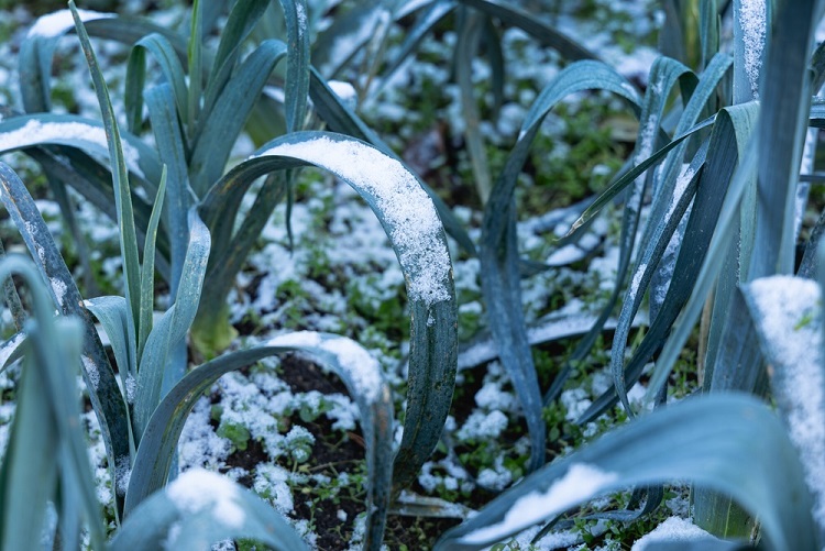 téli havas kerti képek zöldségekkel