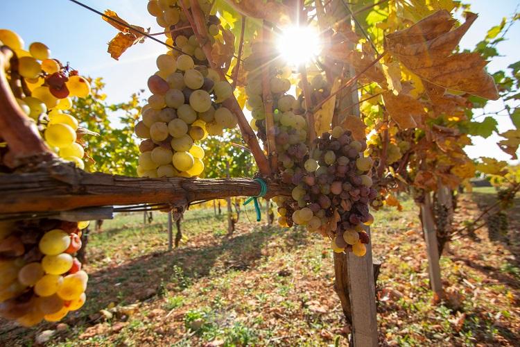 Tokaj Tokaj