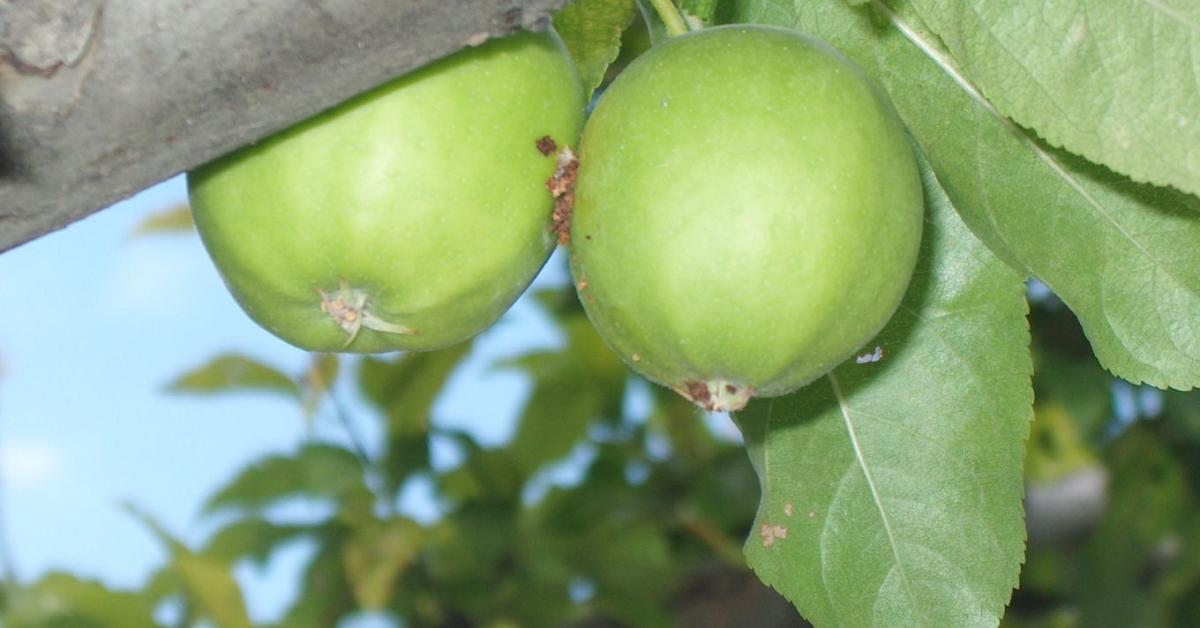 Megindult a gyümölcsmolyok lárvakelése: ezekben az ültetvényekben azonnal védekezni kell Megindult a gyümölcsmolyok lárvakelése: ezekben az ültetvényekben azonnal védekezni kell