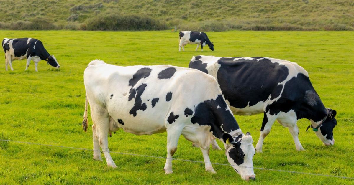 Hogyan alakítja át a gyors szenzoros mérés és a precíziós szemlélet a takarmányminősítés gyakorlatát? Hogyan alakítja át a gyors szenzoros mérés és a precíziós szemlélet a takarmányminősítés gyakorlatát?
