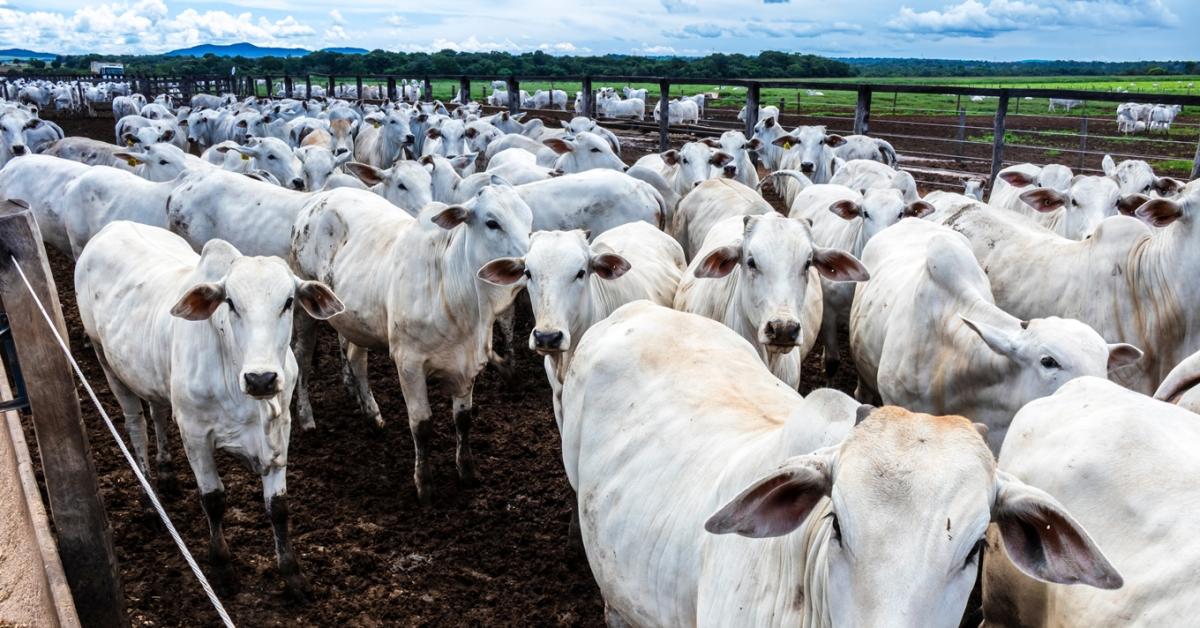 Brazília reagált a húspiaci pofonra, amit az EU-tól kapott