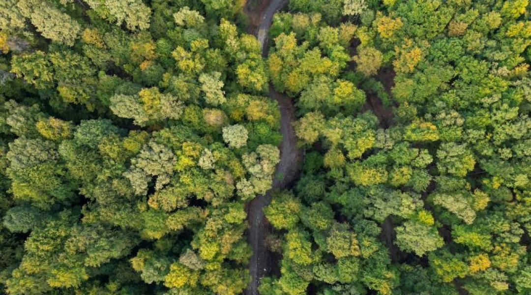 Kijózanító igazság a fákról: Egy magyar ökológus rántotta le a leplet a klímatévhitről