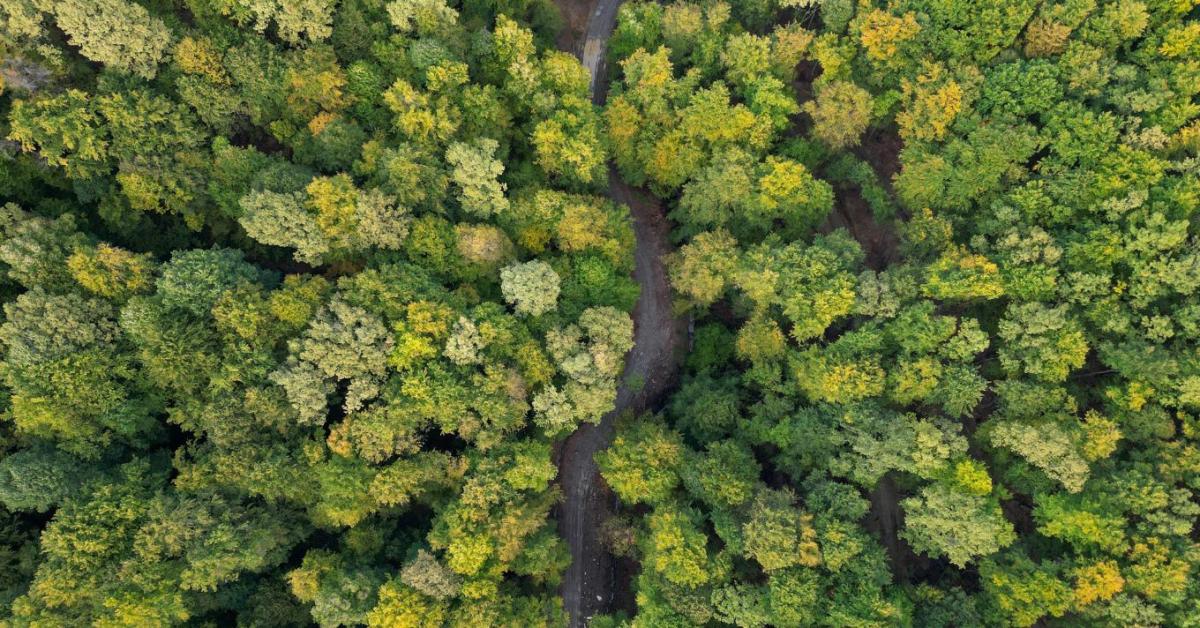 Kijózanító igazság a fákról: Egy magyar ökológus rántotta le a leplet a klímatévhitről