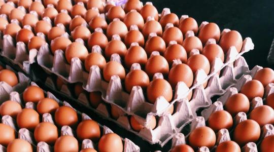 Kitört a botrány a szomszédban: nem kérnek a fiatal gazdák a külföldi tojásból Kitört a botrány a szomszédban: nem kérnek a fiatal gazdák a külföldi tojásból
