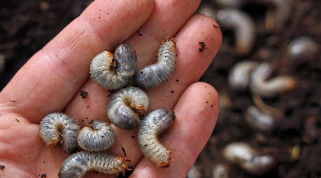 Gyógynövényekkel etetett rovarok: Zseniális magyar kutatás rázza fel az agráriumot