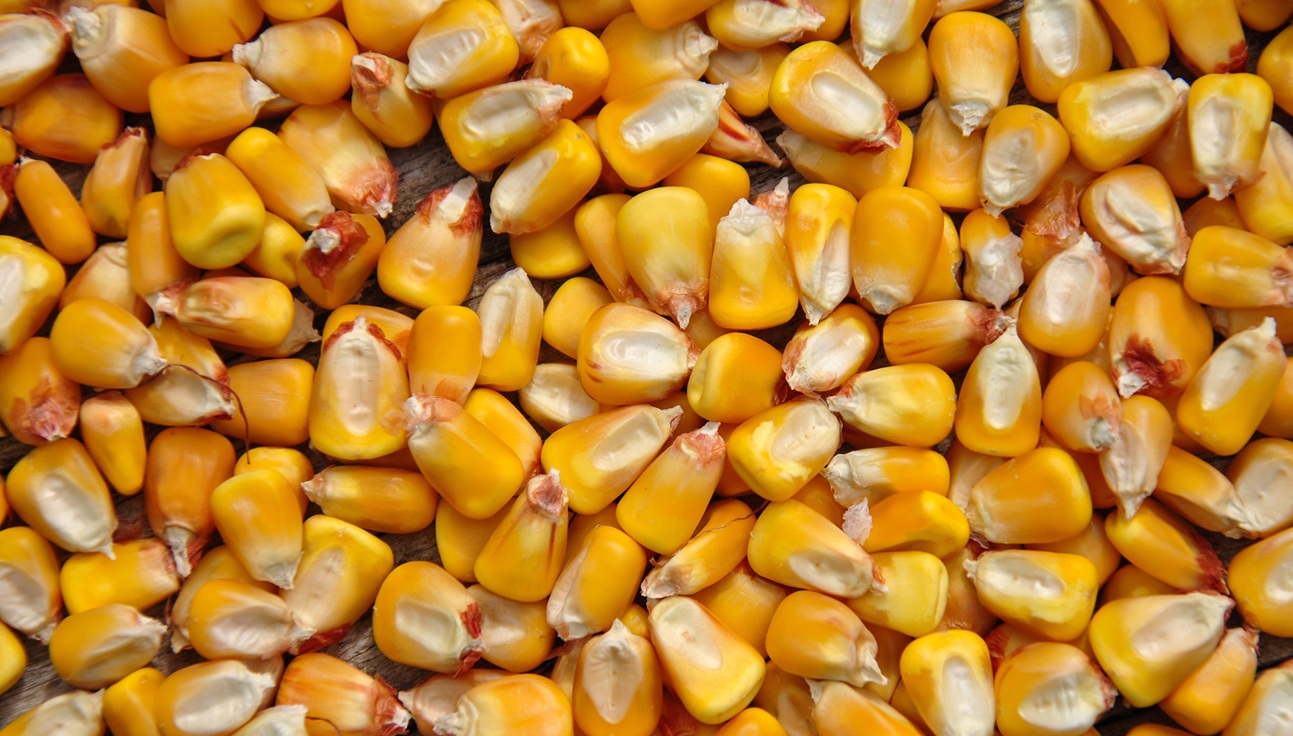 A kis termés ellenére is sok kukorica lehet raktáron a szezon végére