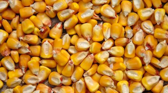 Látványosan zsugorodik a kukorica területe Európában, 2026 sem kivétel 