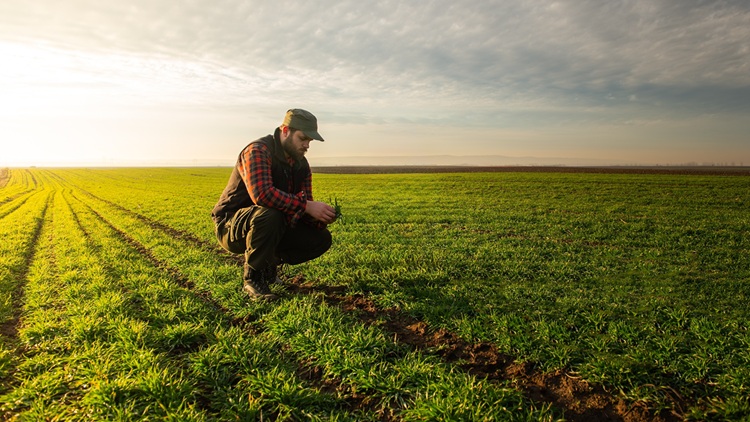 Nem azért lesz sok a búza, mert több terem - sok lesz raktáron