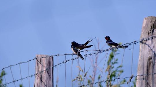 Tavaszi fecskevédelem: most lehet tenni az állomány csökkenése ellen