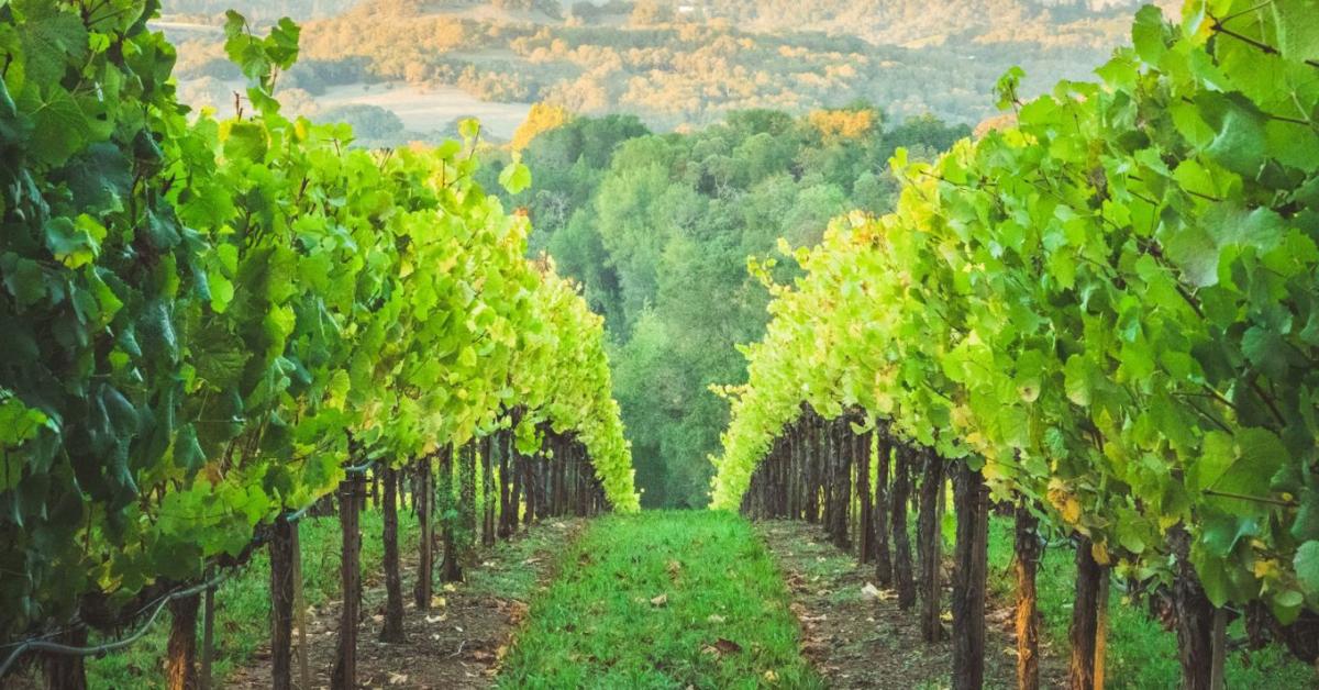 Eltérő menetrend szerint jön a kötelező szőlővédelem Eltérő menetrend szerint jön a kötelező szőlővédelem