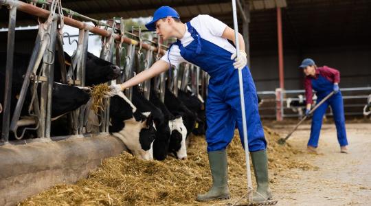 Kritikus a munkaerőhiány: külföldi dolgozók nélkül a leállás szélére sodródhatnak a hazai agrár- és ipari üzemek? Kritikus a munkaerőhiány: külföldi dolgozók nélkül a leállás szélére sodródhatnak a hazai agrár- és ipari üzemek?