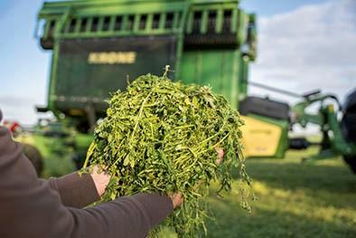 Krone
