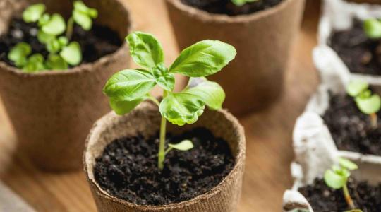 Február a palántanevelés kezdete a biokertben