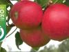 Díjnyertes áttörés: hipoallergén alma hódította meg a Fruit Logisticát
