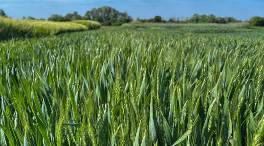 Megjelent a SAATEN-UNION őszi vetőmag-katalógusa Megjelent a SAATEN-UNION őszi vetőmag-katalógusa