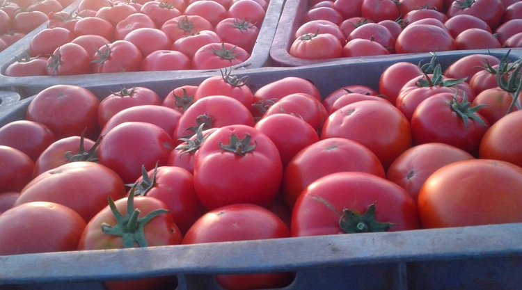 A marokkói paradicsom csak a statisztikákból tűnt el A marokkói paradicsom csak a statisztikákból tűnt el