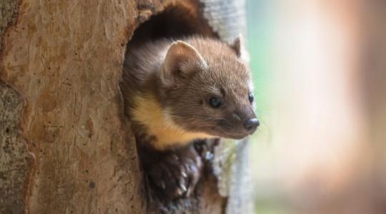 Ne add fel! Így tudod megvédeni az otthonod a nyest, nyuszt és menyét ellen!