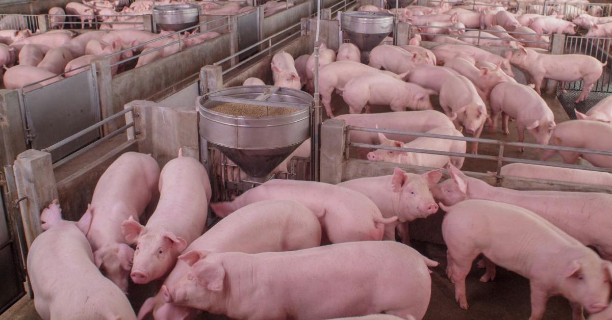 Genetikai profilhoz igazított sertéstakarmányozás eredményei Genetikai profilhoz igazított sertéstakarmányozás eredményei