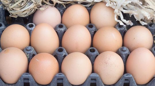 Szennyezett takarmány miatt több százezer baromfiterméket semmisítettek meg
