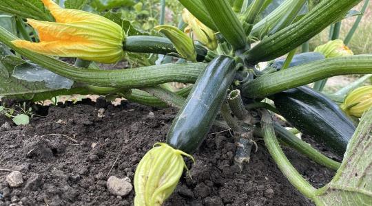 A cukkini sorsa most dől el: ettől lesz tele terméssel egész nyáron