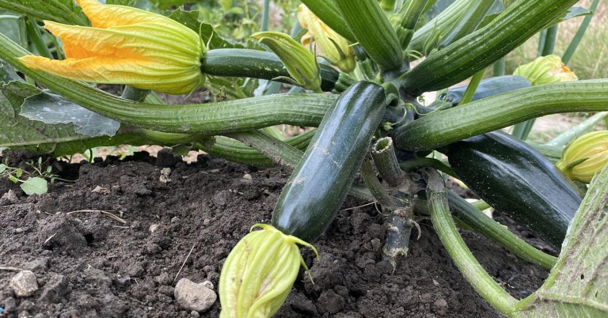 A cukkini sorsa most dől el: ettől lesz tele terméssel egész nyáron A cukkini sorsa most dől el: ettől lesz tele terméssel egész nyáron