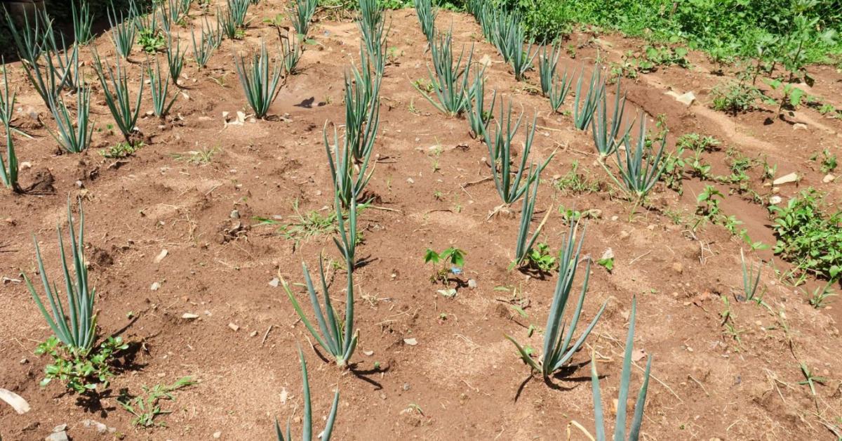 A hagyma mérete most dől el - ezt a hibát sokan elkövetik nyáron