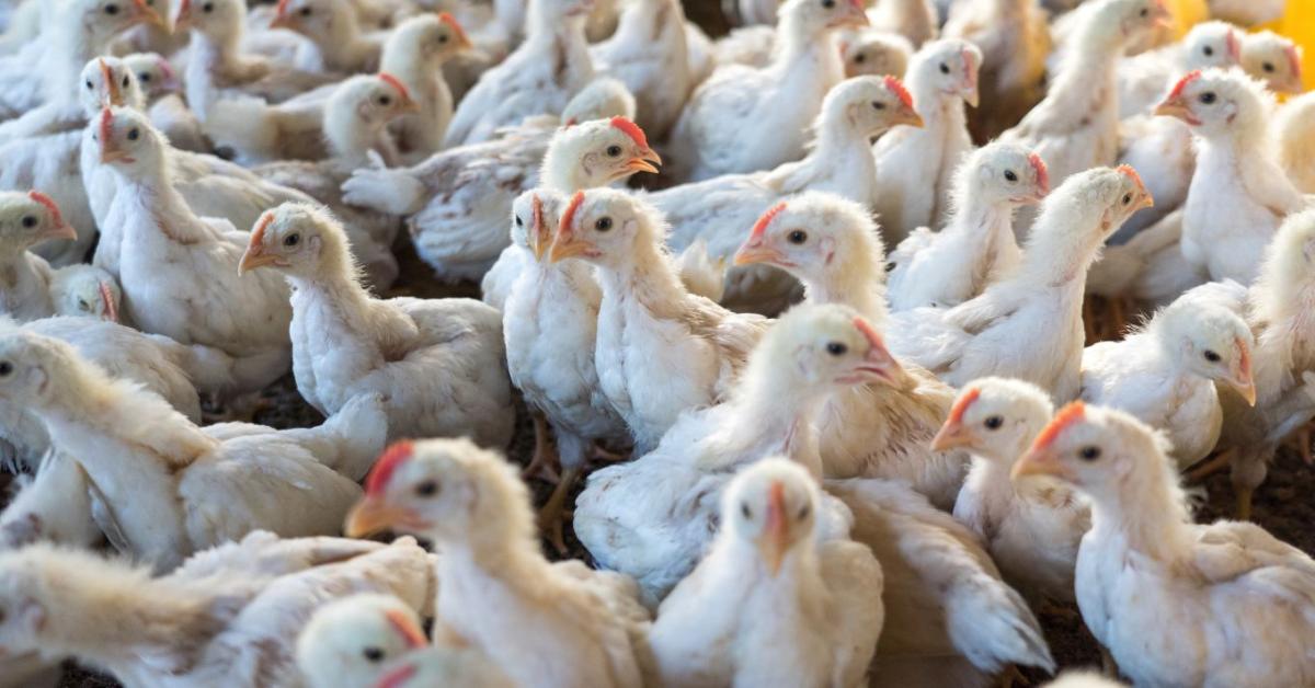 Brojlertakarmány fehérje- és valinszintjének hatása a termelésre