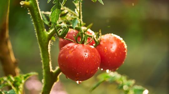 A paradicsom permetezését emiatt rontják el a legtöbben - rossz időben történik A paradicsom permetezését emiatt rontják el a legtöbben - rossz időben történik