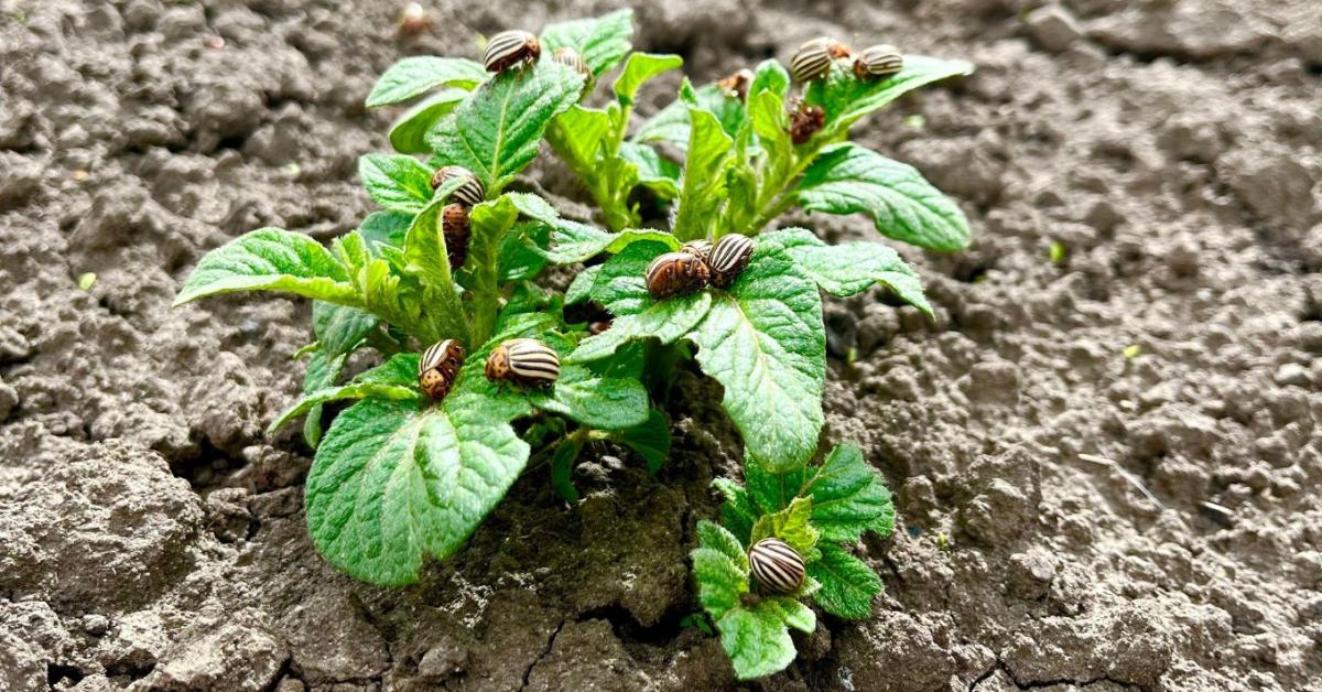 A krumplibogár ellen ezek a módszerek működnek igazán - permet nélkül is lehet védekezni