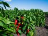 A paprika levele száradni kezdett? A hőség mellett ez a probléma is állhat mögötte