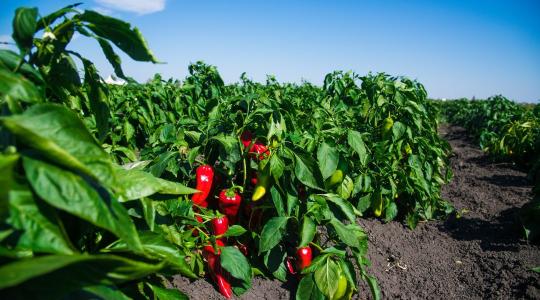 A paprika levele száradni kezdett? A hőség mellett ez a probléma is állhat mögötte