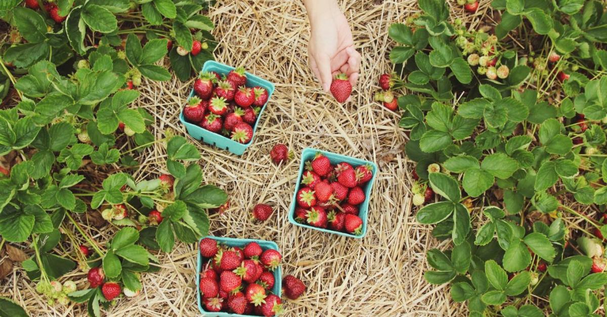 A szamóca mulcsozása nyáron sokkal fontosabb, mint hinnéd - a termés minőségét is befolyásolja A szamóca mulcsozása nyáron sokkal fontosabb, mint hinnéd - a termés minőségét is befolyásolja