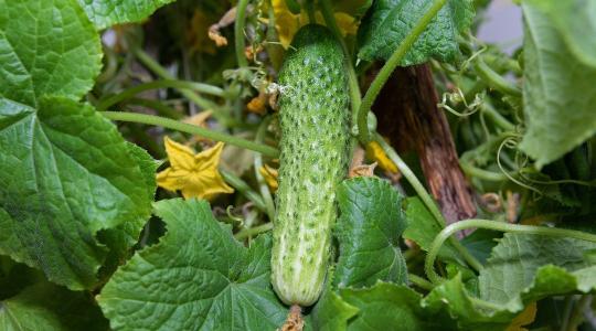 Az uborka lisztharmatát emiatt nehéz megállítani - a korai felismerés mindent eldönthet
