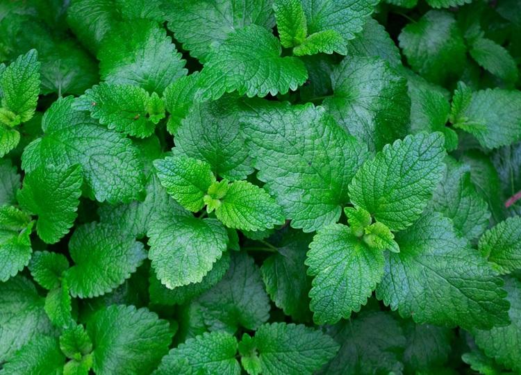 menta menta