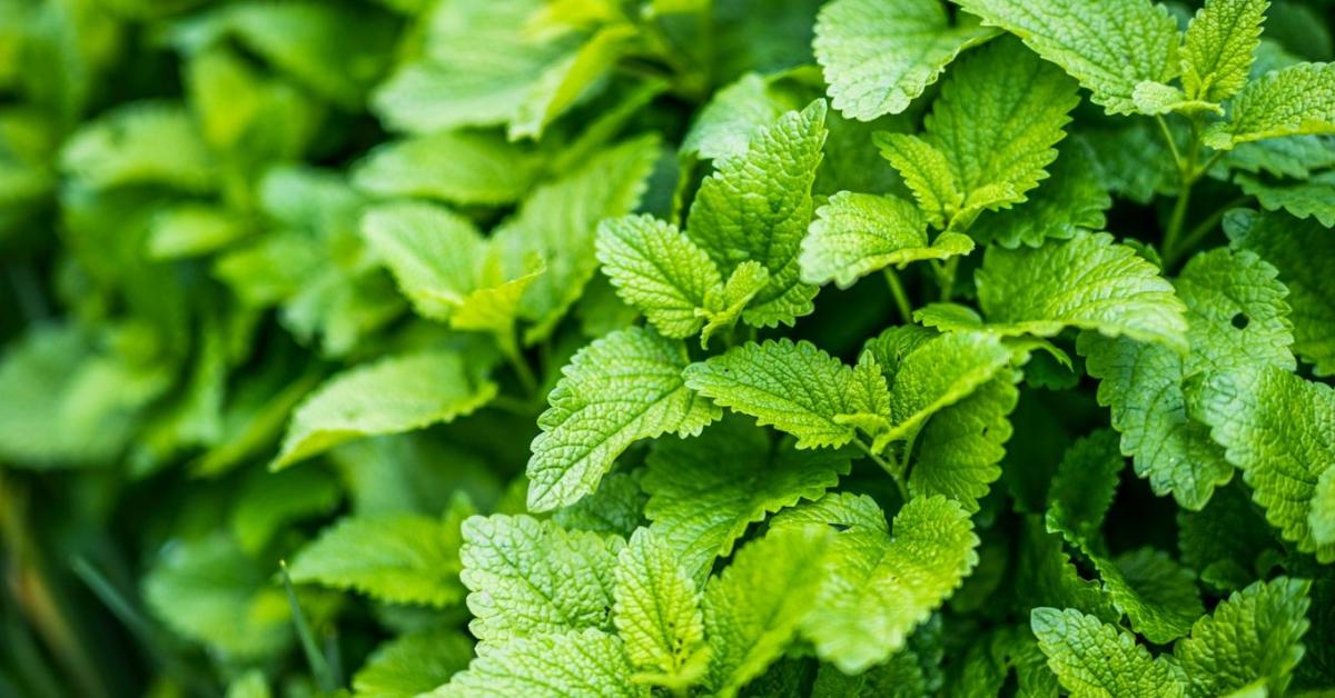 A menta pillanatok alatt elterjedhet a kertben - ezzel a módszerrel kordában tarthatod