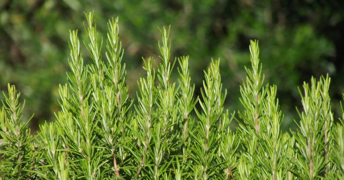 A rozmaring szaporítása egyszerűbb, mint hinnéd - ezzel a módszerrel szinte mindig sikerül