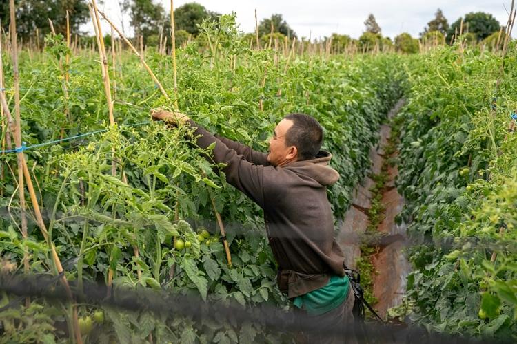 paradicsom kötözése paradicsom kötözése