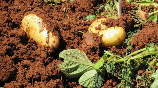 A burgonya felszedésének időzítése sokkal fontosabb, mint gondolnád - ezen a termés is múlhat A burgonya felszedésének időzítése sokkal fontosabb, mint gondolnád - ezen a termés is múlhat